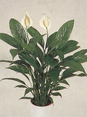 Bloemenbureau Holland 1991/92