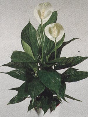 Bloemenbureau Holland 1997/98
