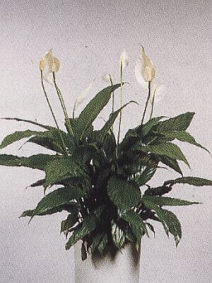 Bloemenbureau Holland 1997/98