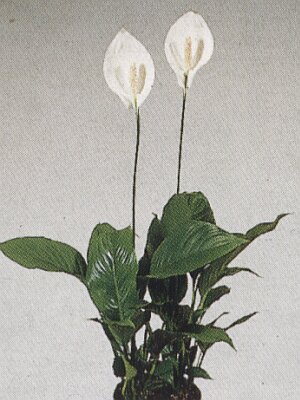 Bloemenbureau Holland 1997/98