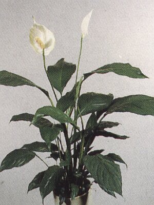 Bloemenbureau Holland 1997/98