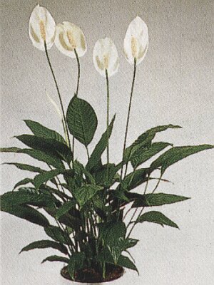 Bloemenbureau Holland 1997/98