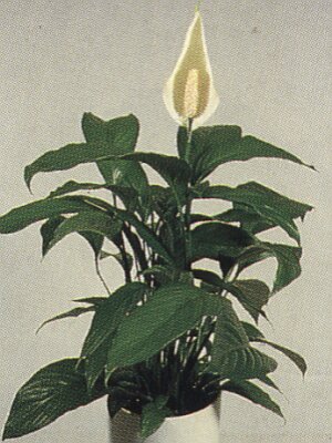 Bloemenbureau Holland 1991/92