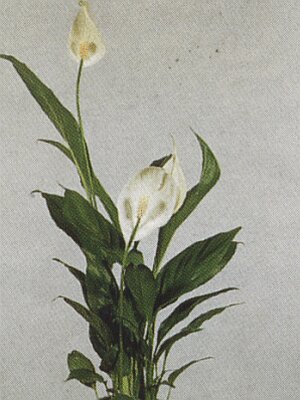 Bloemenbureau Holland 1997/98