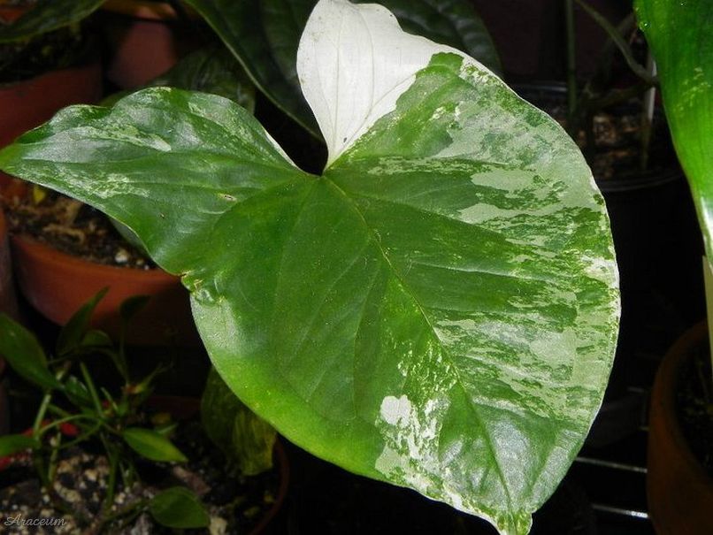 Syngonium 'Emerald Gem' &copy; Taylor Holzer