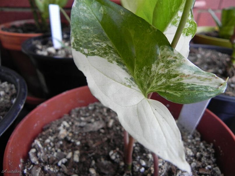 Syngonium 'Emerald Gem' &copy; Taylor Holzer