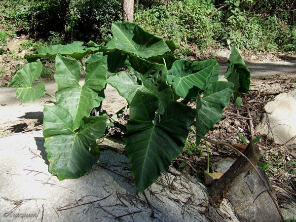 Xanthosoma robustum
