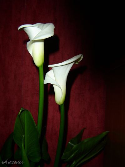 Zantedeschia aethiopica #2 2009-11-23
