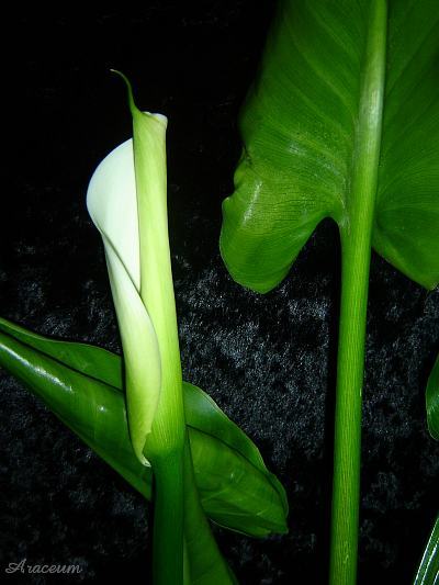 Zantedeschia aethiopica #2 2008-11-08