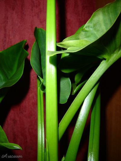 Zantedeschia aethiopica #2 2009-11-11