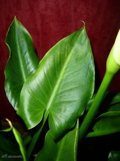 Zantedeschia aethiopica #2 2009-11-11