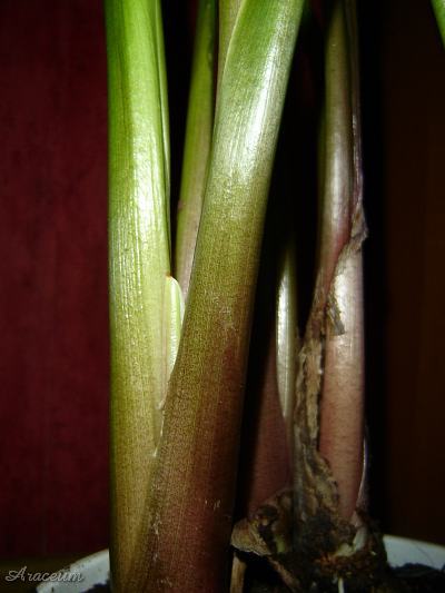 Zantedeschia aethiopica #2 2009-11-11
