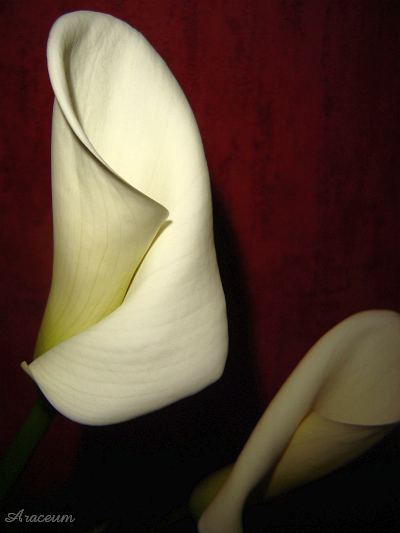 Zantedeschia aethiopica #2 2009-11-13