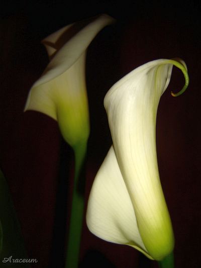 Zantedeschia aethiopica #2 2009-11-13