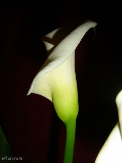 Zantedeschia aethiopica #2 2009-11-13