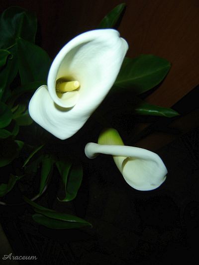 Zantedeschia aethiopica #2 2009-11-13