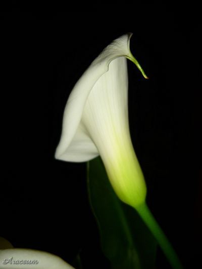 Zantedeschia aethiopica #2 2009-11-13