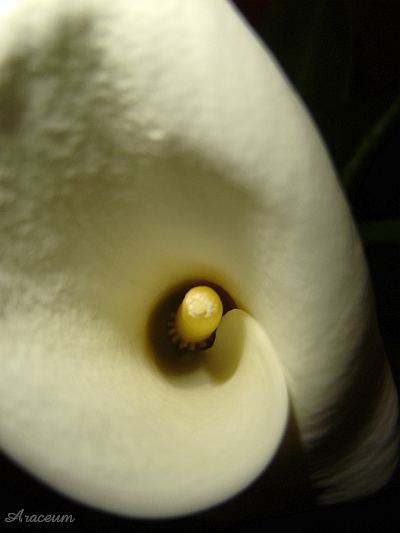 Zantedeschia aethiopica #2 2009-11-13