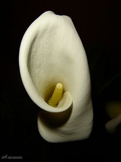 Zantedeschia aethiopica #2 2009-11-13