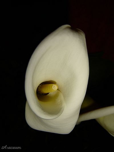 Zantedeschia aethiopica #2 2009-11-13