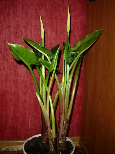 Zantedeschia aethiopica #2 2009-11-11