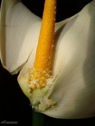 Zantedeschia aethiopica #2 2009-11-27