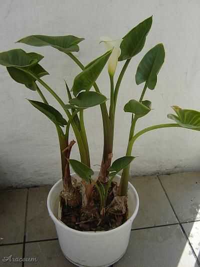 Zantedeschia aethiopica #2 2005-09-11