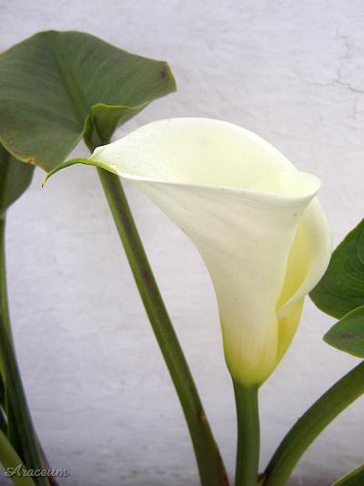 Zantedeschia aethiopica #2 2005-09-11