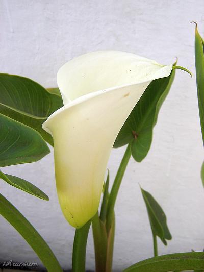 Zantedeschia aethiopica #2 2005-09-11