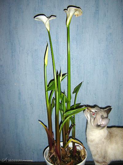 Zantedeschia aethiopica #2 2005-12-04